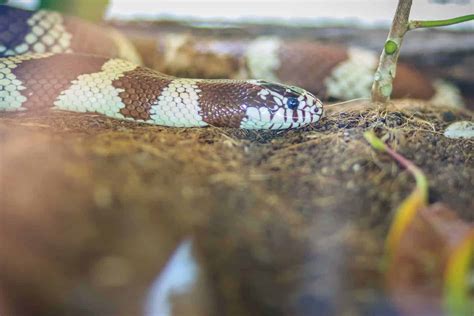 Kingsnakes as Pets: A Complete Guide With Pictures - Embora Pets