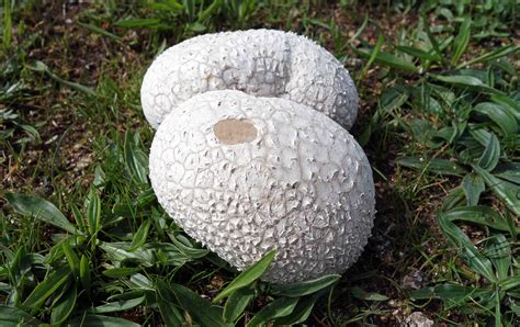 Puffball paradise! – Ray Cannon's nature notes