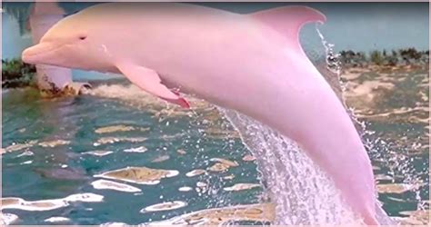 which pink river dolphin can change its diet Amazon river dolphin facts, pictures & information ...