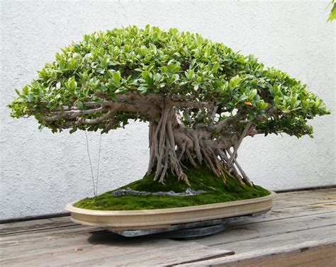 bonsai shohin en japon - Buscar con Google | Bonsai tree, Indoor bonsai, Bonsai tree types