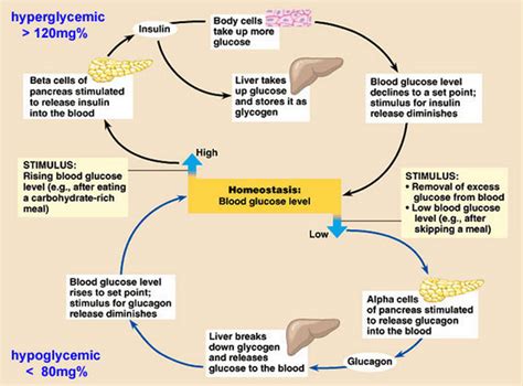 Blood Glucose Level Feedback Loop