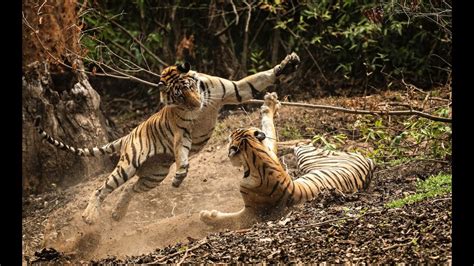 Tiger cubs play fighting in slow motion - YouTube