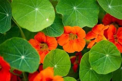 Nasturtium Flower Meaning and Unusual Symbolism | Florgeous