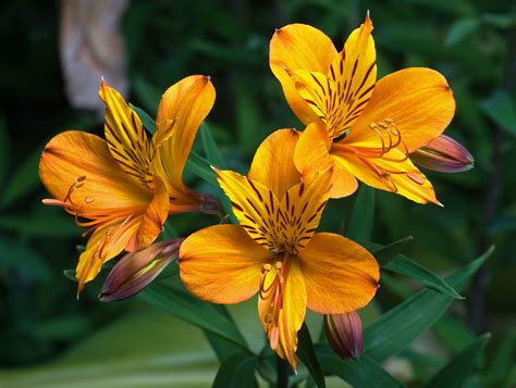 Alstroemeria peruvian lily lily of the incas – Artofit