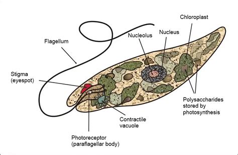 Euglena under the Microscope - Structure, Morphology & Classification