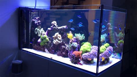 Red Sea Peninsula 500 Deluxe Amazing Reef Aquarium!!! - YouTube