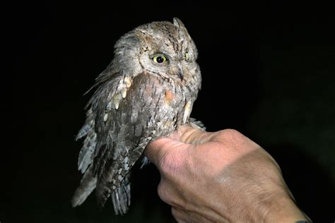 Italian scops owl found in The Netherlands - BirdGuides