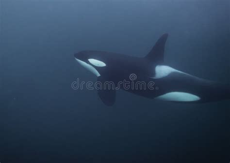 Orca Underwater stock photo. Image of color, aquatic - 83028618