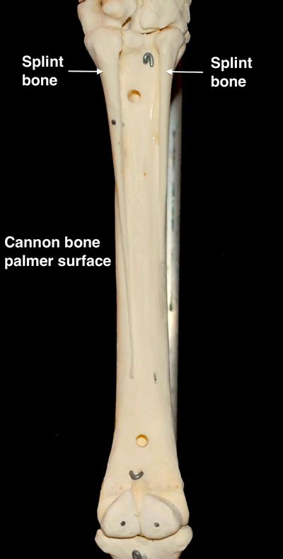 Comparable Parts #9 I met a carpal – The Cannon Bone – Eclectic Horseman