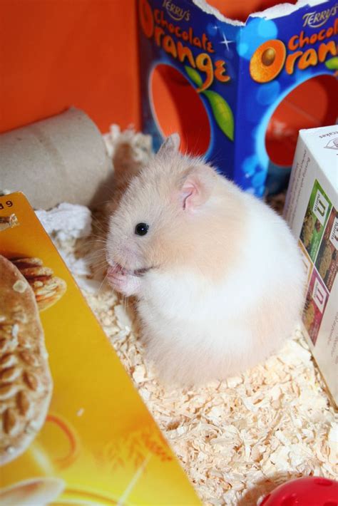 √ 6 Types of Most Popular Hamster Breeds | Hamster, Hamster breeds, Breeds