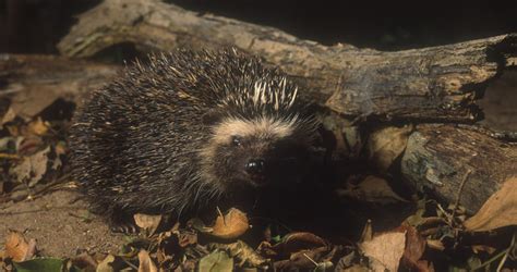 Southern African Hedgehog - Mammals - South Africa