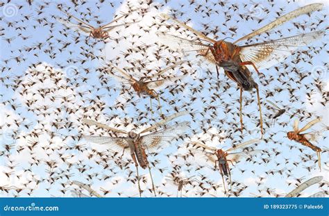 Migratory locust swarm stock image. Image of flying - 189323775