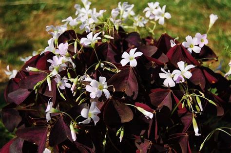 How to Take Care of Oxalis Triangularis - Tips And Tricks