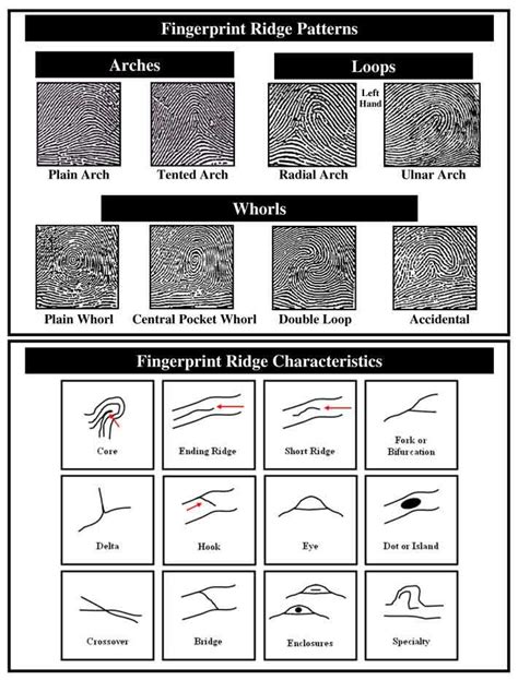 Fingerprint Ridge Patterns and Characteristics