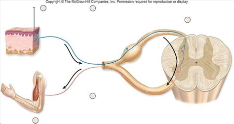 Reflex Arc Diagram | Quizlet