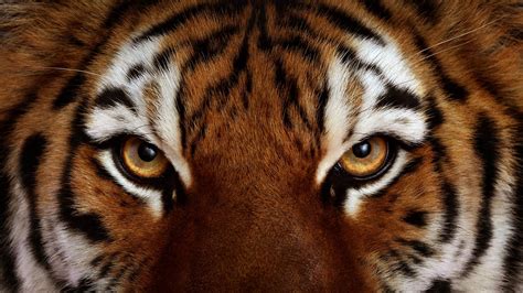 Tiger Face Wallpapers - Wallpaper Cave