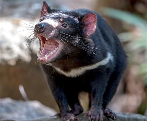 Tasmanian devil | San Diego Zoo Wildlife Explorers