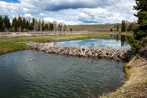 Beaver Dam | A beaver dam slows the water of the Snake River… | Flickr