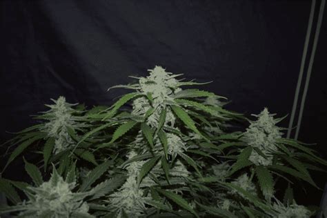 Fugue State Auto – Cannabis Seeds for Sale | North Atlantic Seed Co.