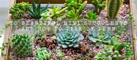 10 Beautiful Mini Succulents And How To Take Of Them | Succulent Thrive