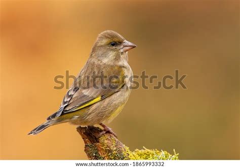 927 Greenfinch Female Images, Stock Photos & Vectors | Shutterstock