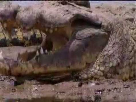 Gustave-The Giant Crocodile of Burundi - YouTube
