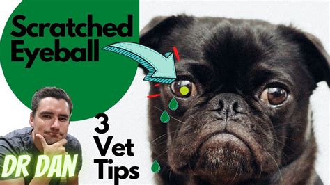 3 Vet Tips for Scratched dog eye!! (Corneal Ulcer) – HousePetsCare.com