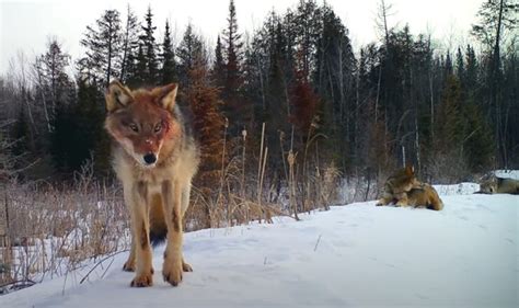 Exploring Minnesota's Exotic Animal Kingdom: From Bobcats to Bears ...