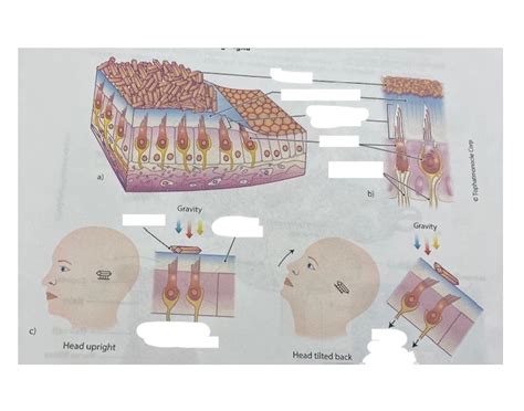 Macula anatomy Quiz