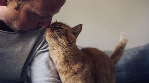 Dementia in Cats | Vets4Pets