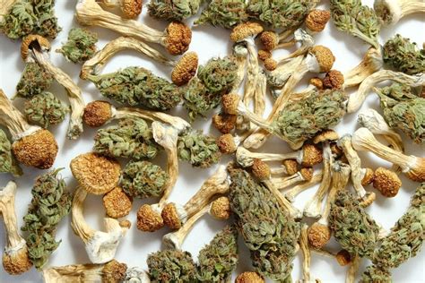 Different Magic Mushroom Strains Which Ones Are the Strongest? - CBD ...