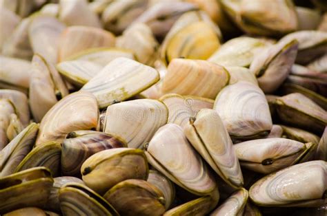 Fresh Pippies Clams Freezing on Ice at a Fish Market. Stock Image ...