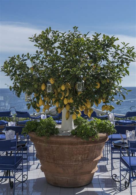 Growing Citrus Trees In Pots Tips – HomeDecorish