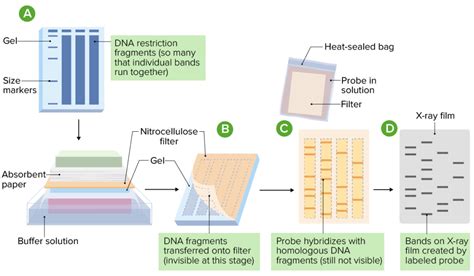 Southern Blotting- Principle, Steps, Detection, Applications - Sciencevivid