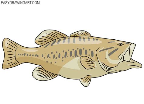 How to Draw a Bass Fish - Easy Drawing Art