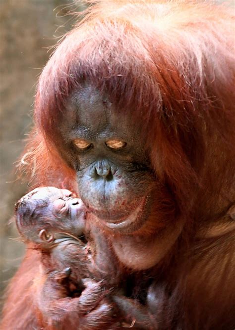 Baby orangutan makes debut in time for Christmas at Brookfield Zoo ...