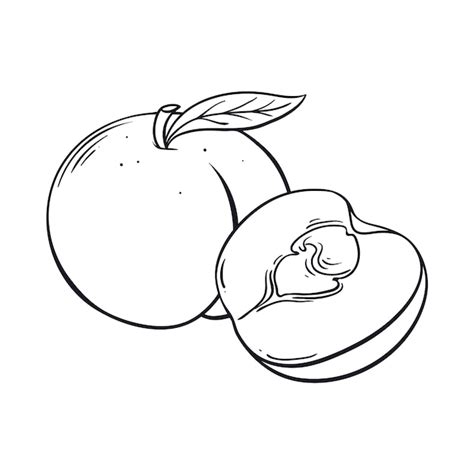 Free Vector | Hand drawn peach outline illustration