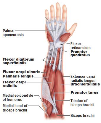 Muscles of the Forearm - Antranik.org