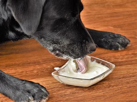 Can Dogs Eat Yogurt? A Guide Dog Parents Cannot Miss In 2023