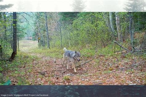 Carefully Placed Camera Shows MN Researchers Wolves & Bears