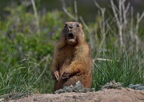 Here's What Groundhogs Will Do If Winter Goes Long | Live Science