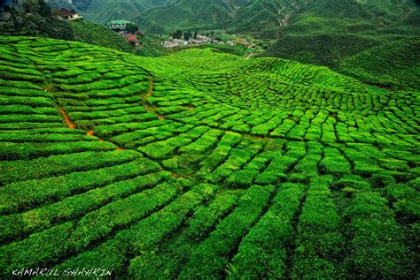 KAMARUL SHAHRIN PHOTOGRAPHY: Tea plantation, Cameron Highlands