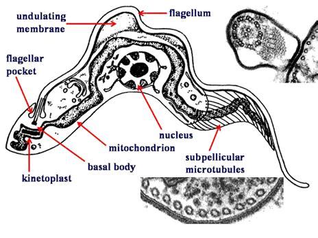 Zoology and Buy Online: Euglenozoa