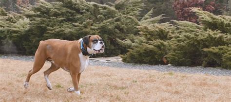 Training a Boxer to Use an Invisible Fence® Brand System