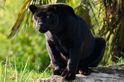 Black Panther Jungle Cat Black Jaguar Animal Wallpaper - Black Jaguar Hd (#2134475) - HD ...