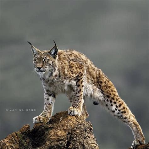 the Iberian Lynx | Iberian lynx, Cats, Lynx