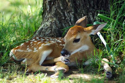 15 pui de animale bucurosi de primavara