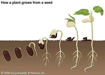 Bean Plant Life Cycle: Your Words Have the Power to Set Things in Motion