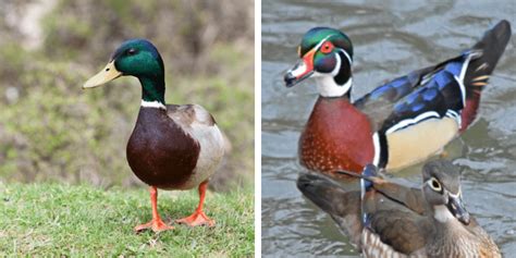 Mallard Duck vs Wood Ducks: 7 Differences | Farming Base