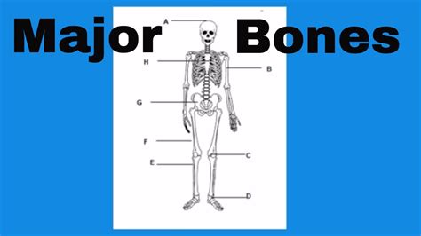 Anatomy Of The Human Body Bones And Muscles